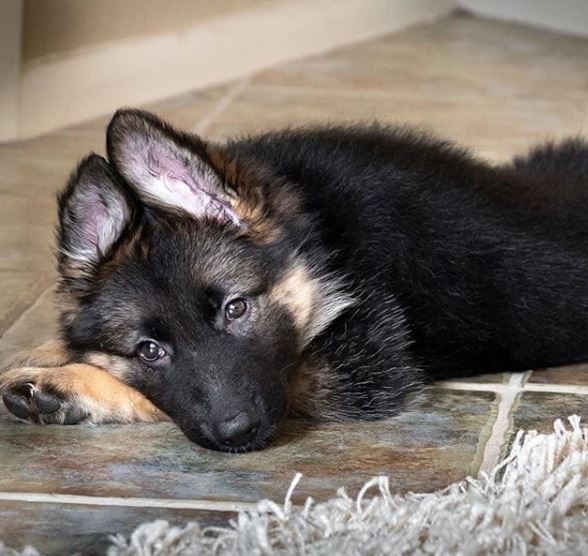 19 Reasons Why You Should Never Get A German Shepherd - Dog Dispatch