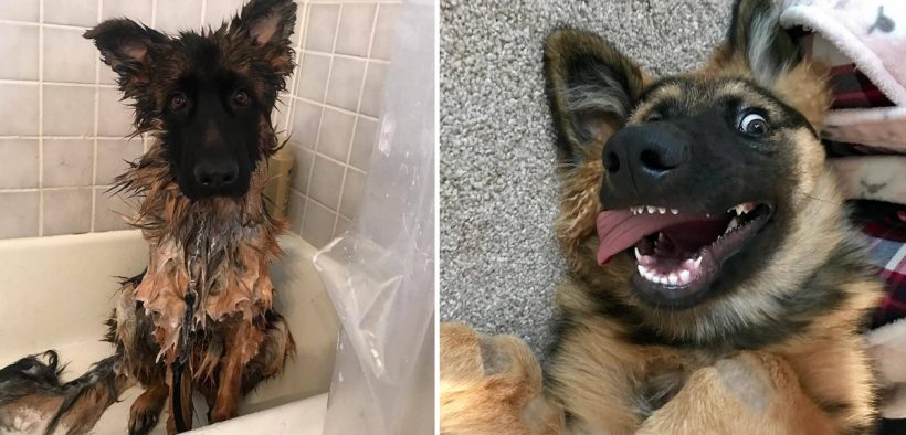 19 Reasons Why German Shepherds Are The Worst!