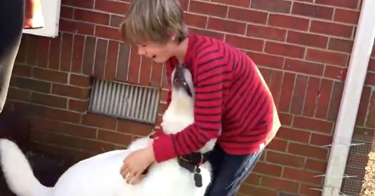 Boy And His “Best Dog Friend” Have Emotional Reunion After A Year Apart - Dog Dispatch