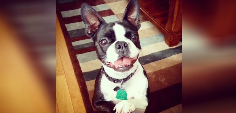 Boston Terrier Dies In Crate, Dog Owner Wishes To Share