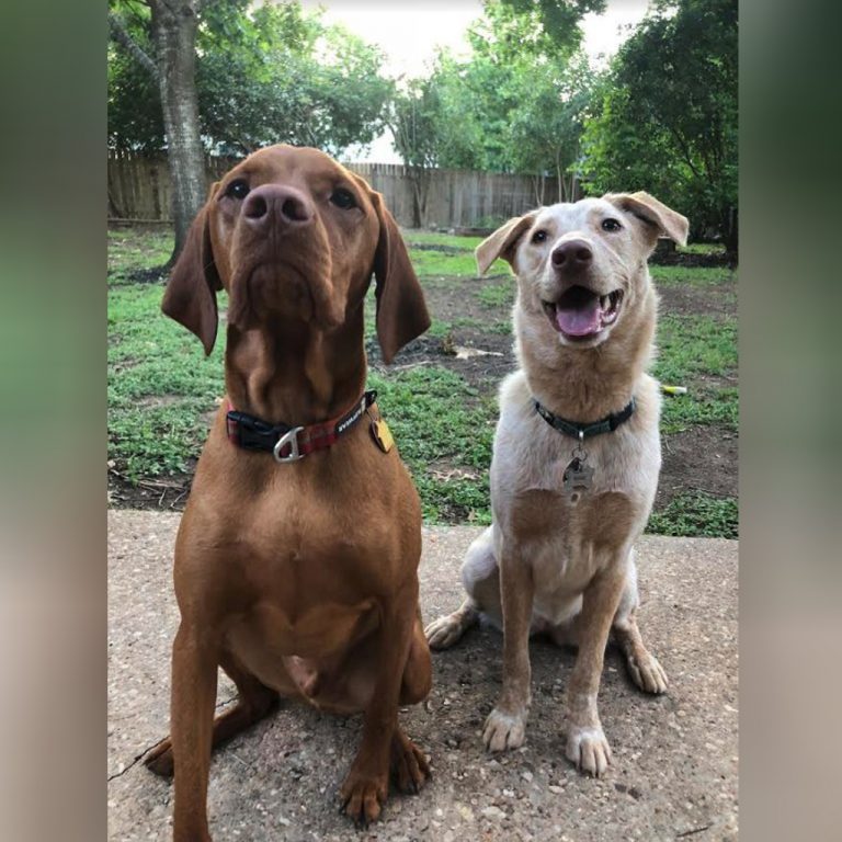 Pups Keep Digging Under Fence To See Each Other, Neighbors Come Up With Ingenious Idea - Dog