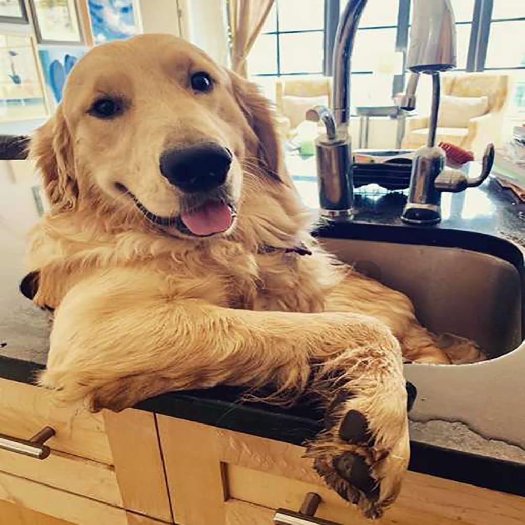 Dog Refuses To Take Bath Anywhere But The Sink Dog Dispatch