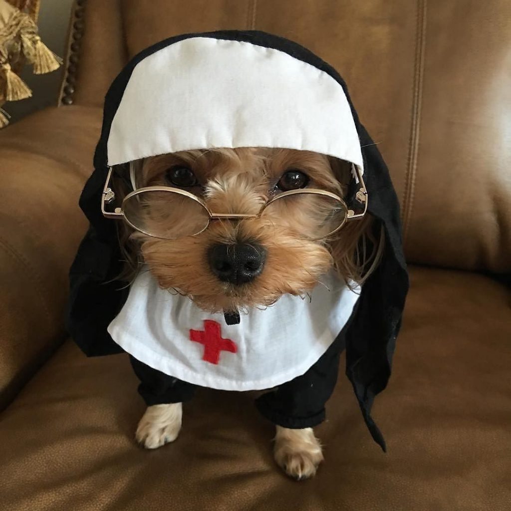 25 Hilariously Cute Pets Dressed Up For Halloween Dog