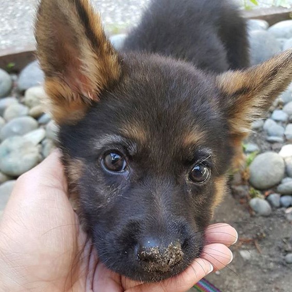 25 Of The Cutest German Shepherd Puppies Ever | Dogs Addict