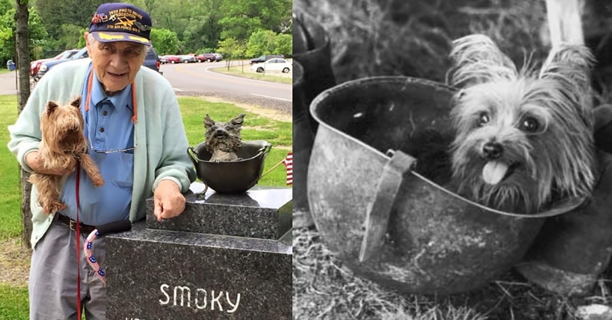 Tiny Yorkshire Terrier Credited With Saving The Lives Of 250 Soldiers  During World War II - Dog Dispatch