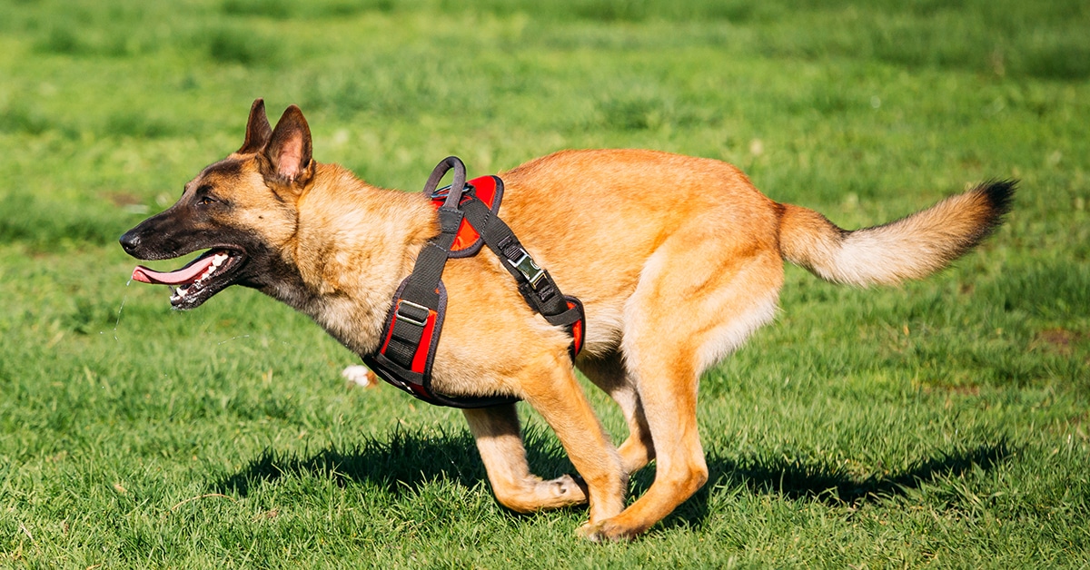 How Much Energy Does A Malinois Really Have? - Dog Dispatch