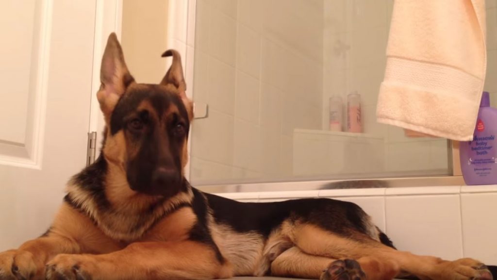 german shepherd in bathroom sink