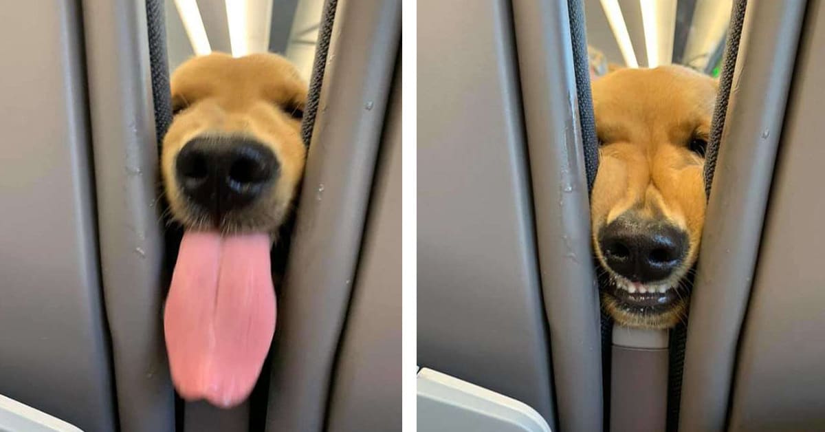 Puppy Gets Bored On The Plane And Decides To Entertain The Passengers - Dog  Dispatch