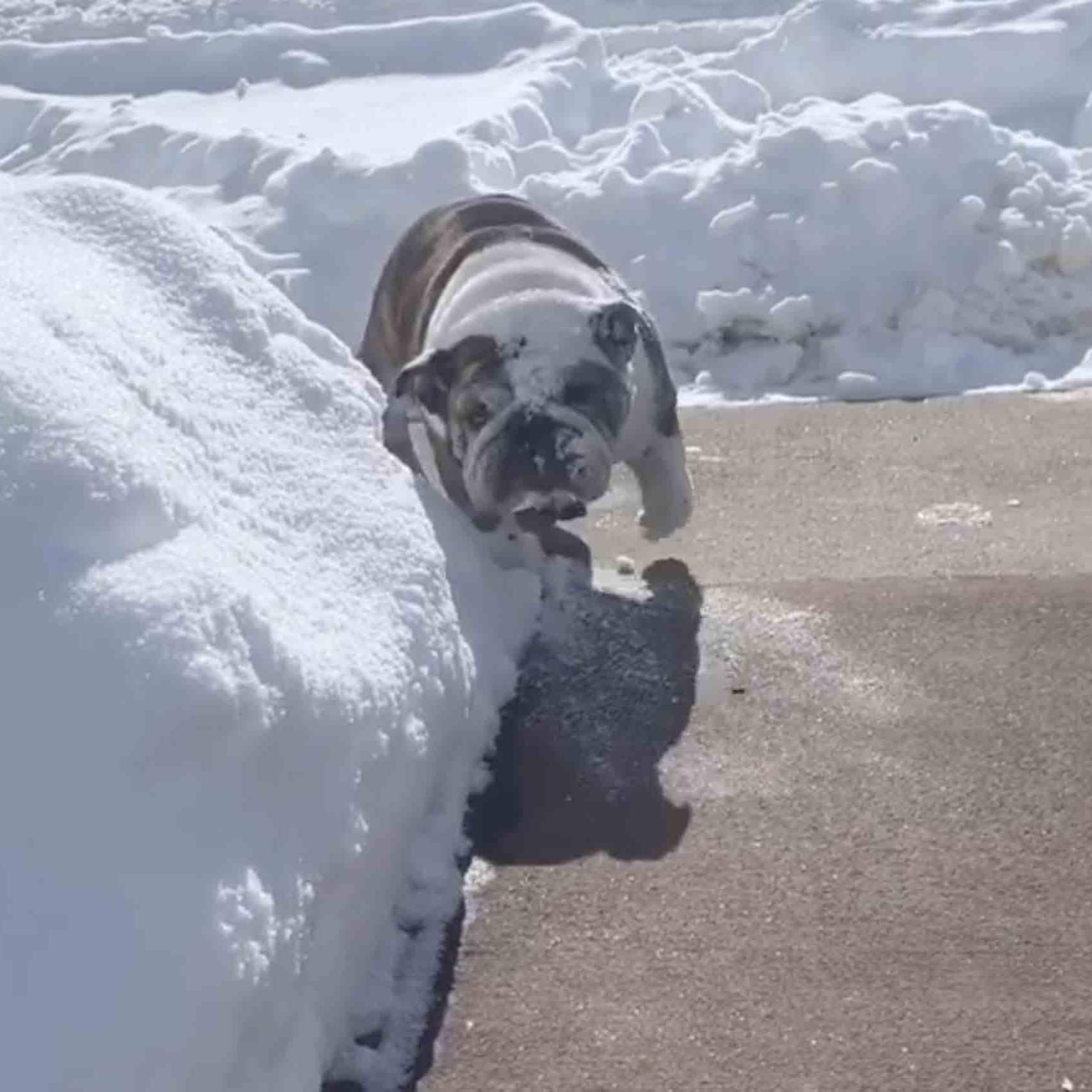 Mom Catches Bulldog Named Gypsy Pretending To Be Snowplow, Records Her ...