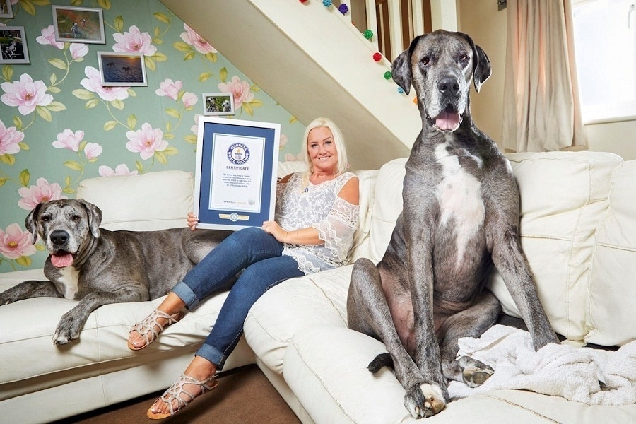Freddy The Great ‘Big’ Dane Is The Tallest Dog In The