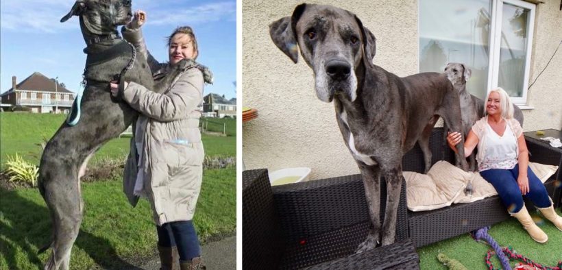 Freddy The Great ‘Big’ Dane Is The Tallest Dog In The World – Dog Dispatch