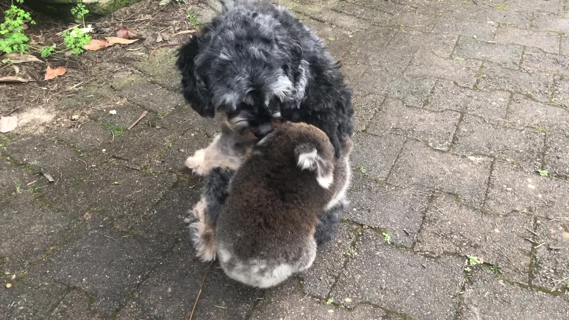 Adorable Baby Koala Mistakes Little Dog For Its Mother – Dog Dispatch