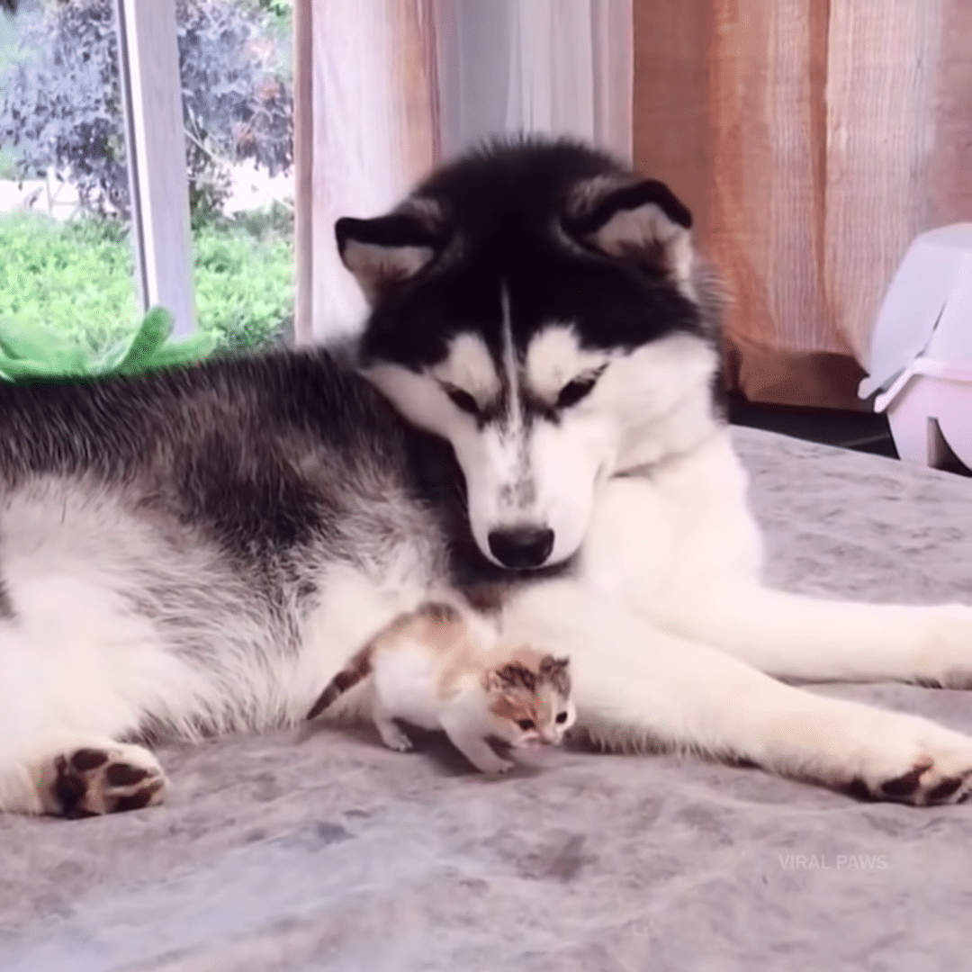 Two Golden Retrievers And A Husky Protect An Adorable Litter Of Newborn ...