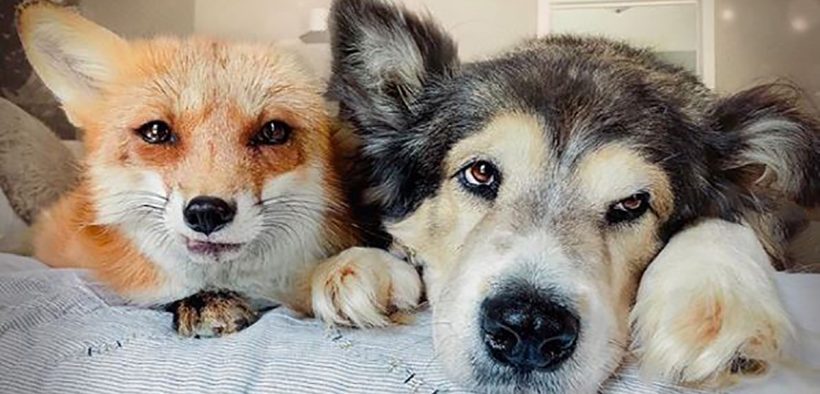 Rescued Fox Was Lonely, Until She Met A Rescued Dog And They Became ...