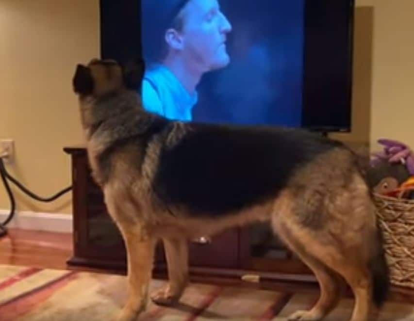 Funny German Shepherds Howl Along To Their Favorite Song Dog