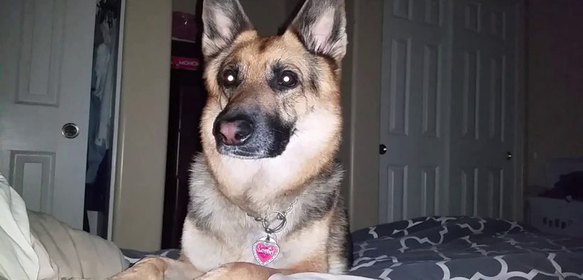 German Shepherd Wakes Up Owner At 6:20am … On His Day Off – Dog Dispatch