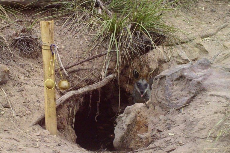 Wombat Water Hole Is Providing Many Drought Stricken Animals With Water ...