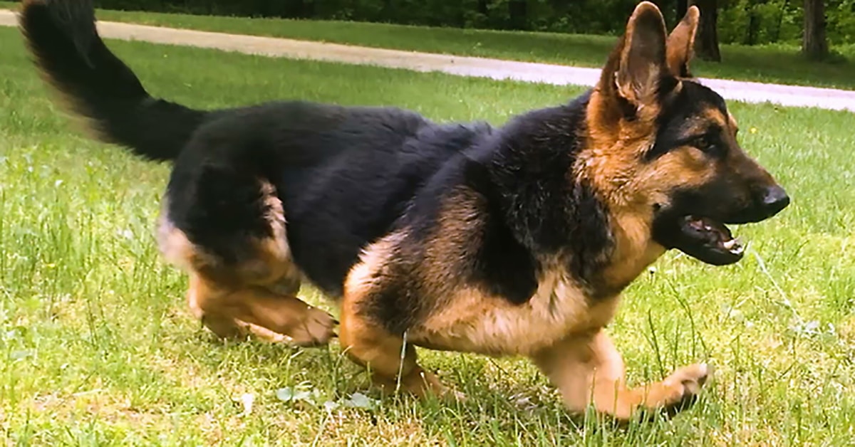 Cute Dwarf German Shepherd Lives His Life To The Fullest Despite His ...