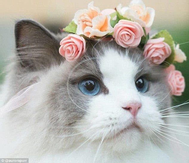 pictures of the most beautiful cats in the world