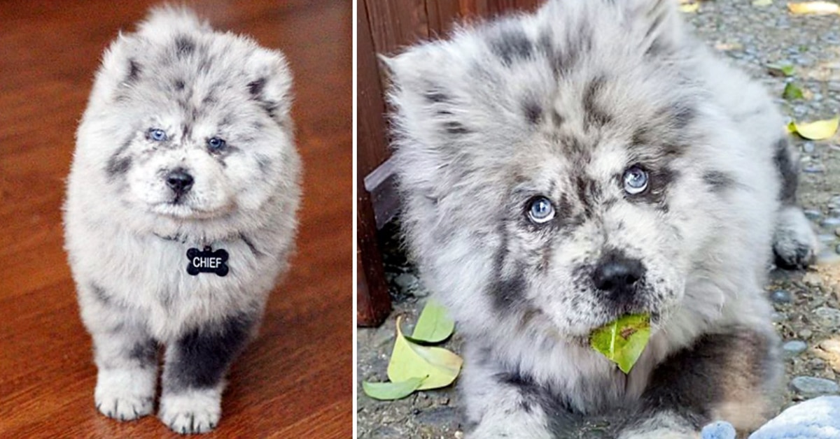 Chow Puppy Looks Just Like Cookies And Cream Ice Cream And