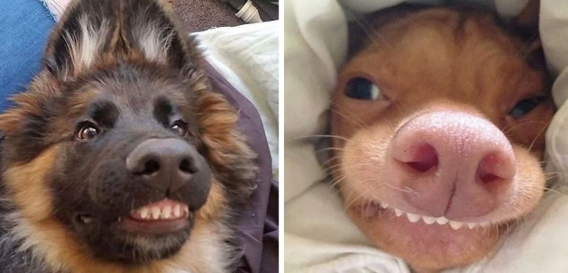 21 Hilarious Dogs Toothy Smiling