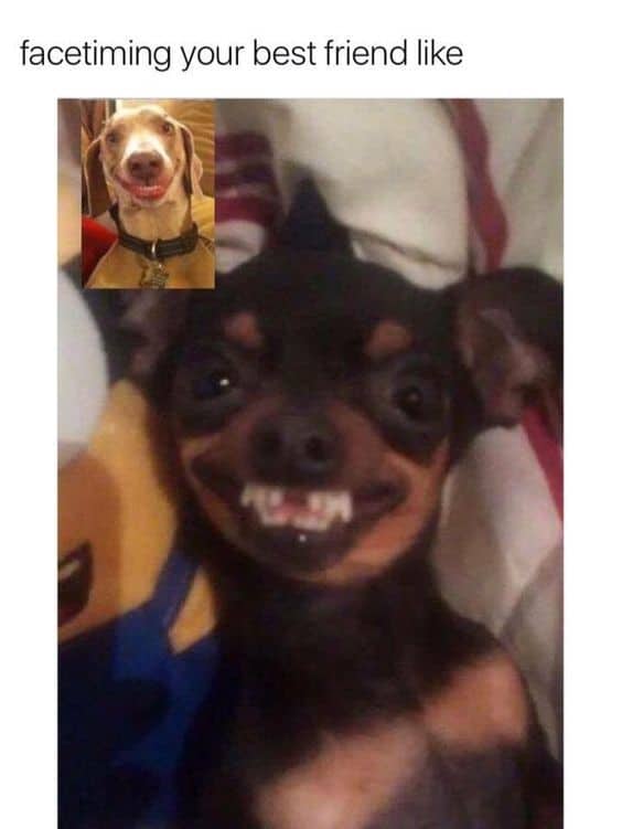 21 Silly Dogs Showing Off Their Hilarious Toothy Smiles Will Leave You ...
