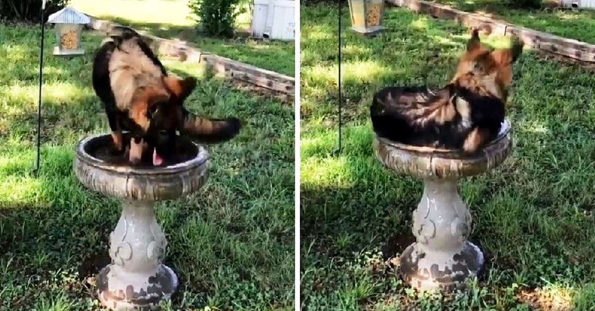 Family Discovers Their Hot German Shepherd Making Himself At Home In A