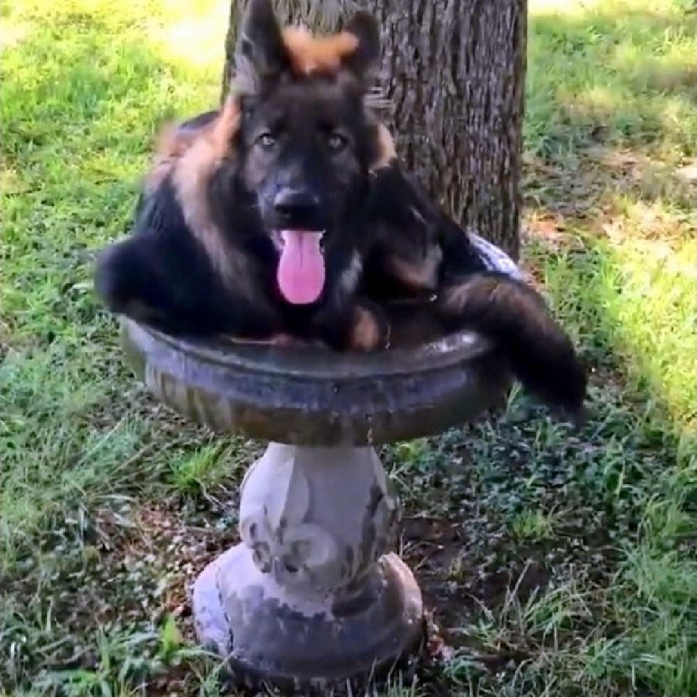 Family Discovers Their Hot German Shepherd Making Himself At Home In A ...
