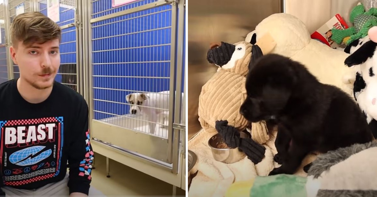 Generous Youtube Star Helps Every Dog In The Shelter Get Adopted Dog Dispatch