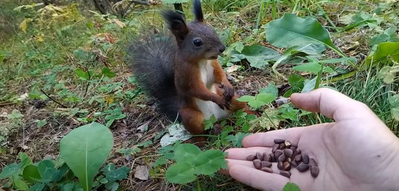 Squirrel Malfunctions When He Suddenly Realizes Where His Snacks Came