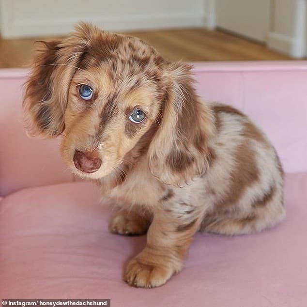 Chocolate dapple long haired miniature cheap dachshund