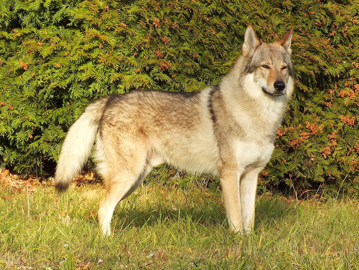 10 Dog Breeds That Look Like Wolves - Dog Dispatch