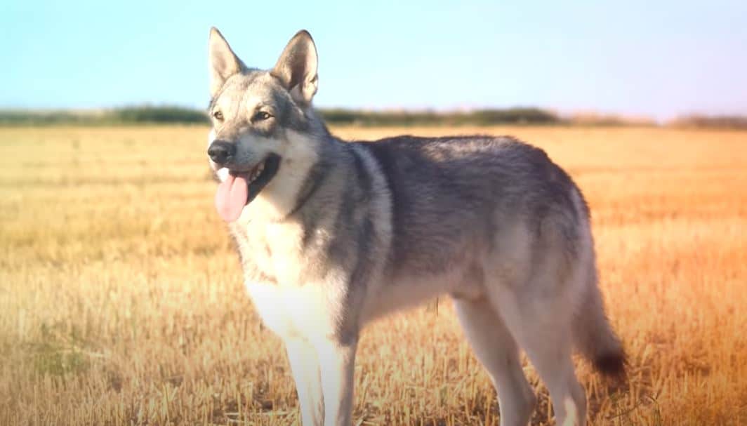 10 Dog Breeds That Look Like Wolves - Dog Dispatch