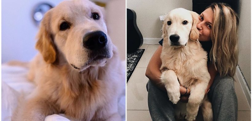 How A Puppy Named Banks Finds His Way Into His Owner’s Life And Changes