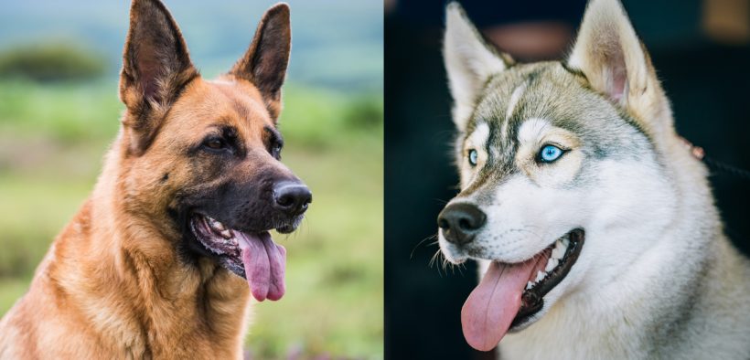The German Shepherd Dog VS The Siberian Husky – Dog Dispatch