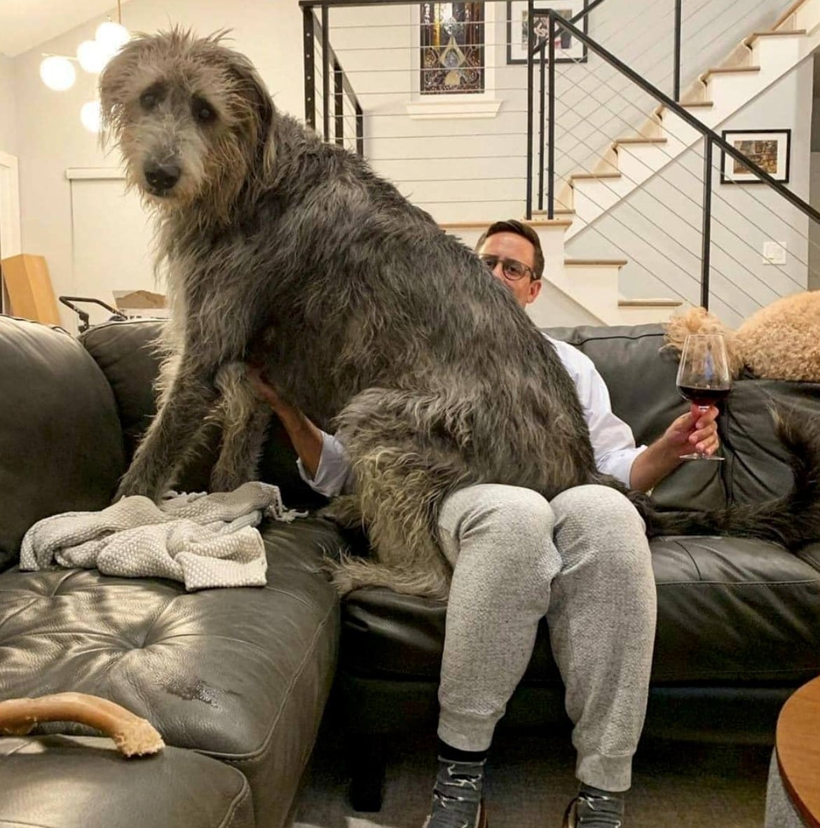 16 Big Dogs That Think They Are Little Lap Dogs - Dog Dispatch