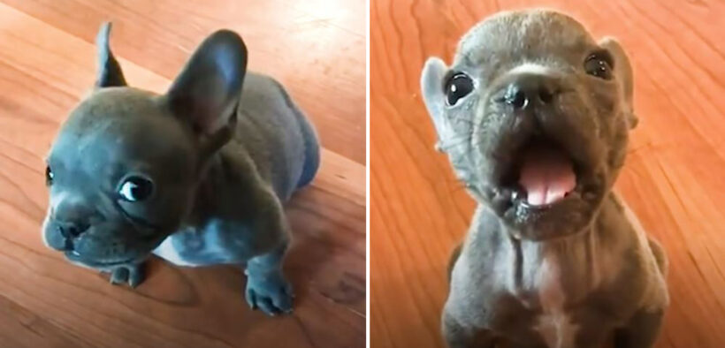 Tiny Cleft Palate Puppy Loudly Complains About Everything All Day Long ...