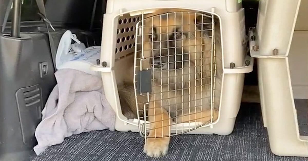 Watch As This Hilarious German Shepherd Squeezes Into A Kennel Made For