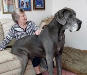 large-grey-dog-sitting-on-old-woman