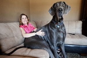 huge-dog-sitting-on-woman-on-couch