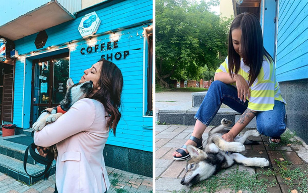 2 photos of a wolf cub wearing a red vest being held by a woman in a pink blazer and being given belly rubs on the grass by a woman in a t shirt and jeans