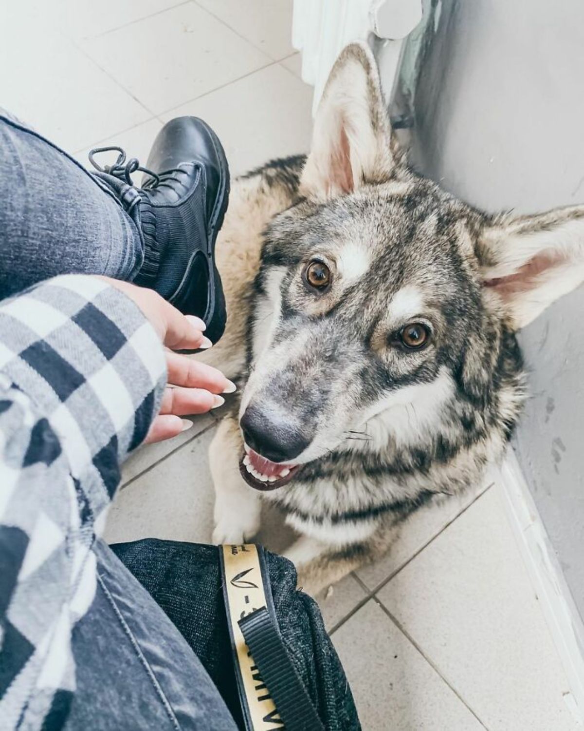 wolf sitting on white tiled floor and staring up at a woman in a blue and white checked shirt