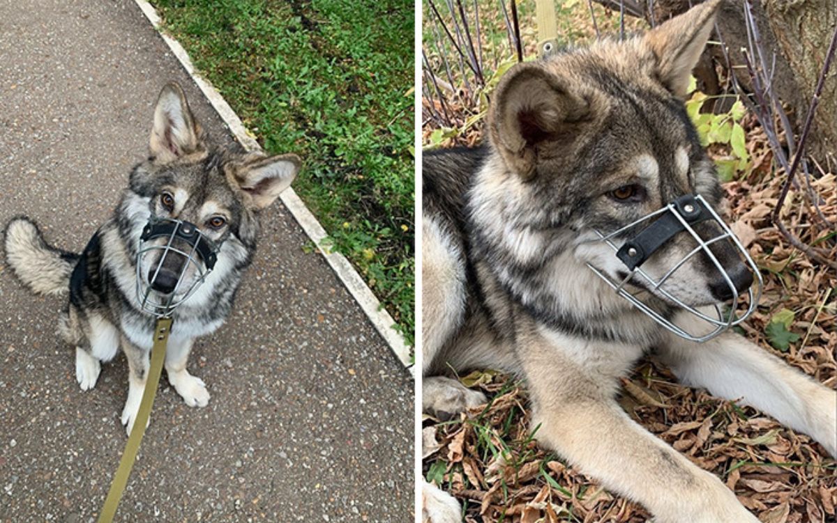 2 photos of a wolf wearing a metal muzzle sitting on the ground and laying down on dry leaves