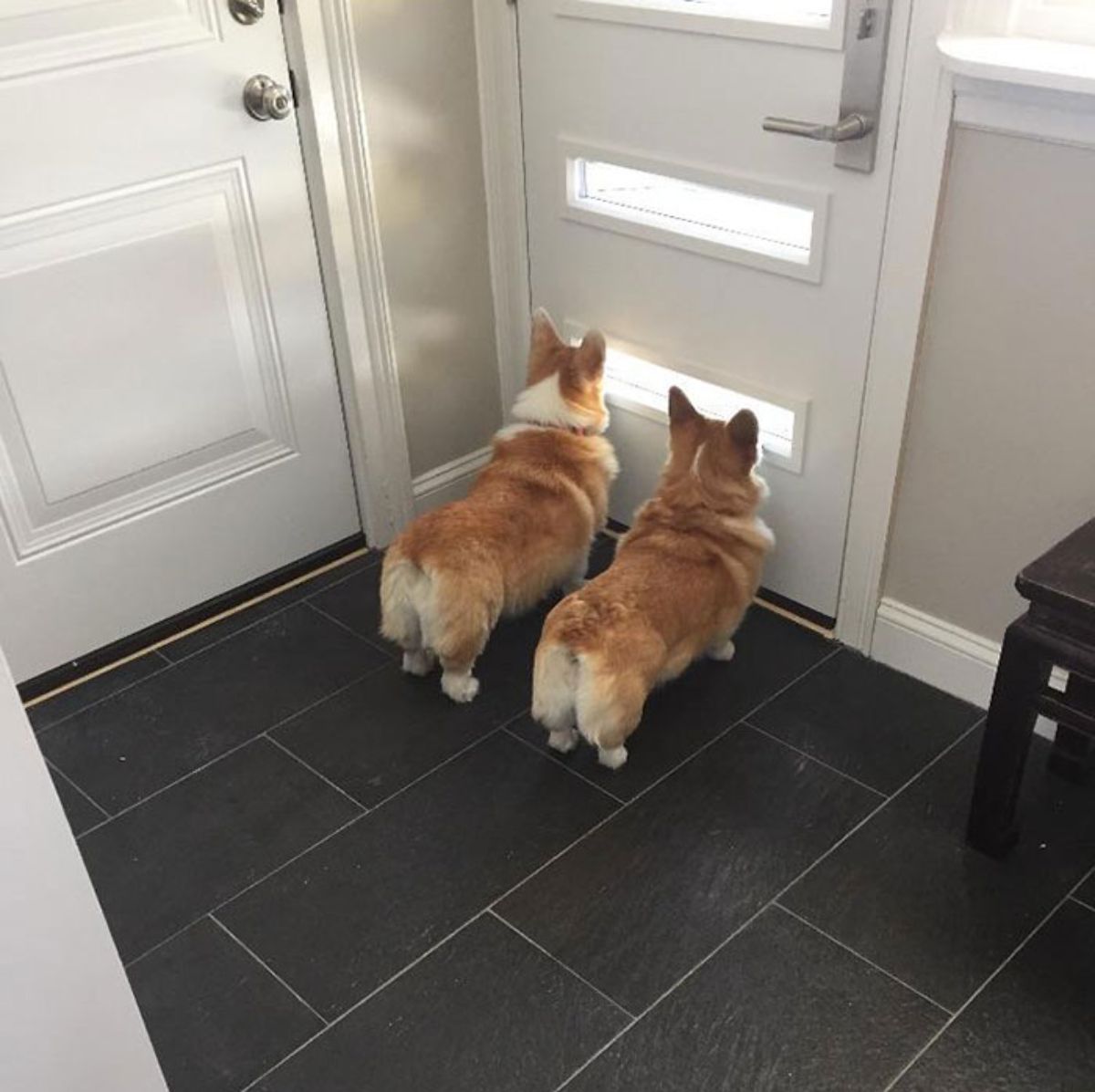 2 brown and white dogs looking out a window in the bottom quarter of a white door