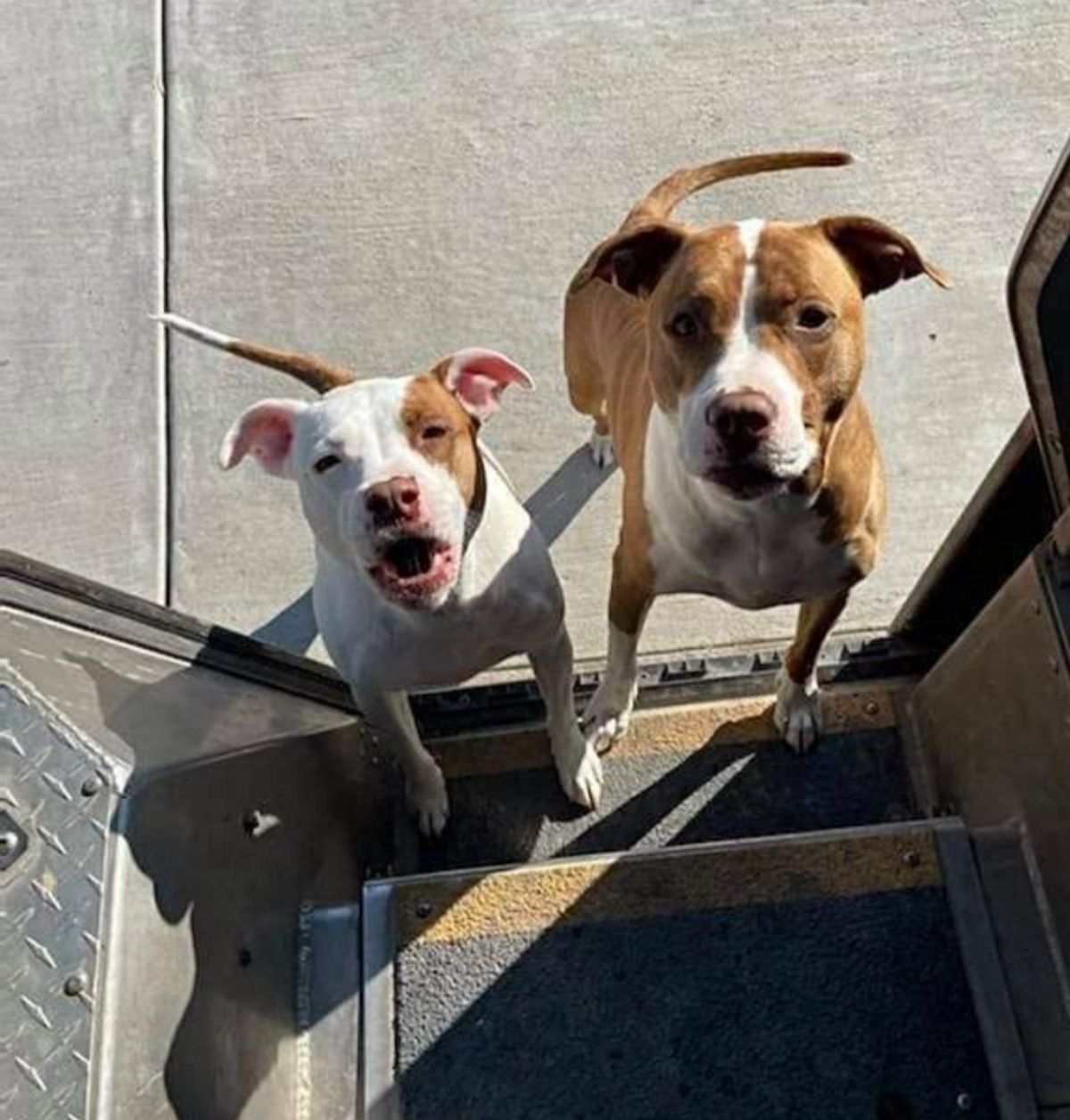 2 brown and white dogs standing on the stairs of a ups truck