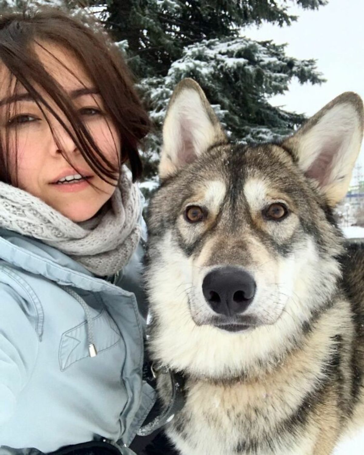 a wolf next to a woman in light blue snow gear standing in the snow