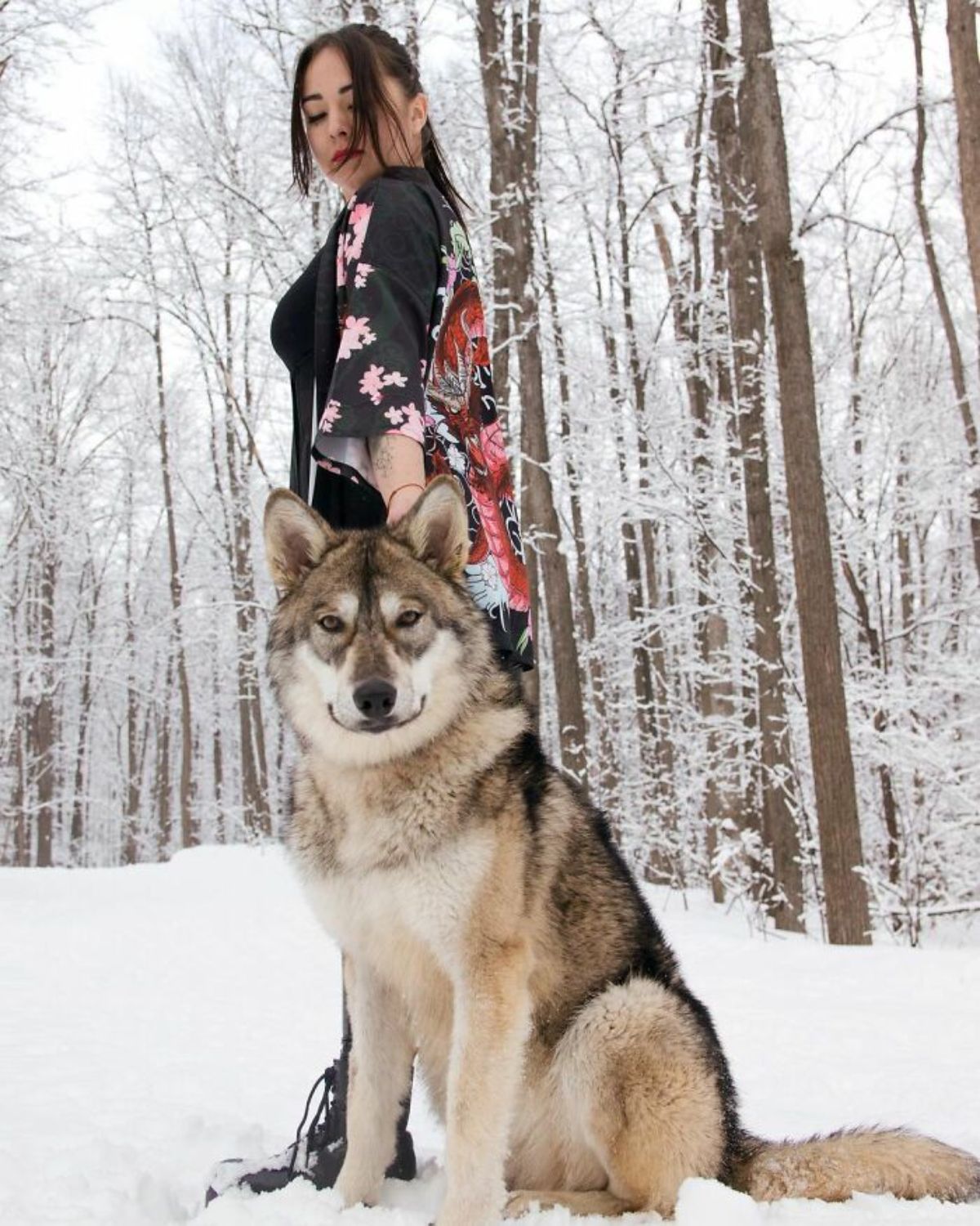 wolf sitting in the snow next to a woman in black