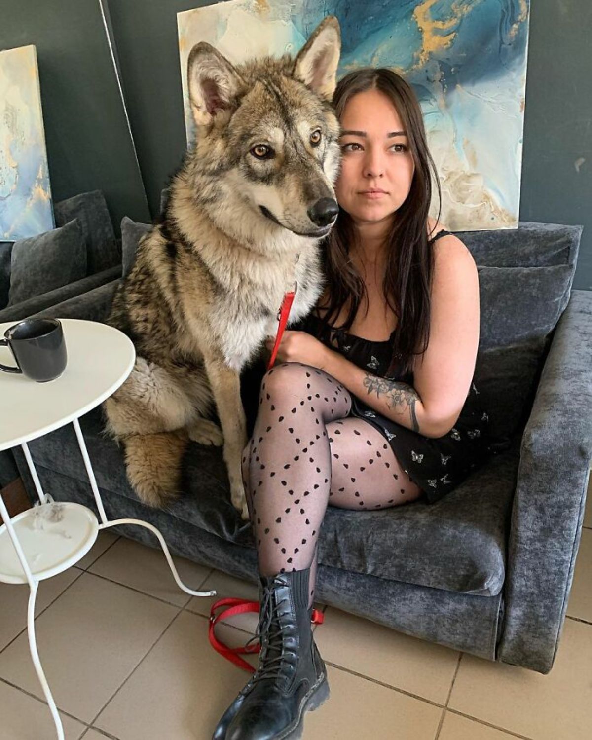 wolf sitting on a grey chair with a woman in black