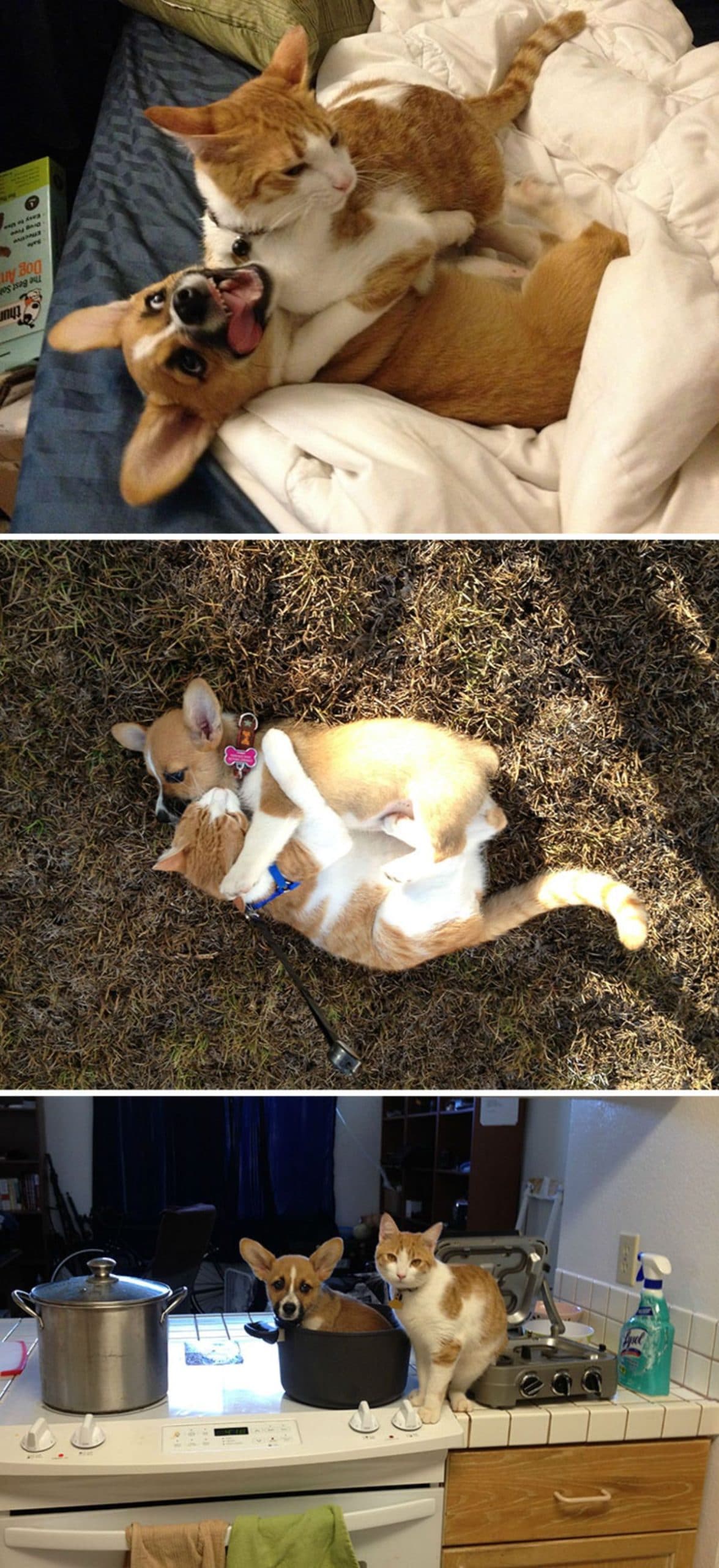 3 photos of a brown and white corgi puppy and an orange and white cat playing together