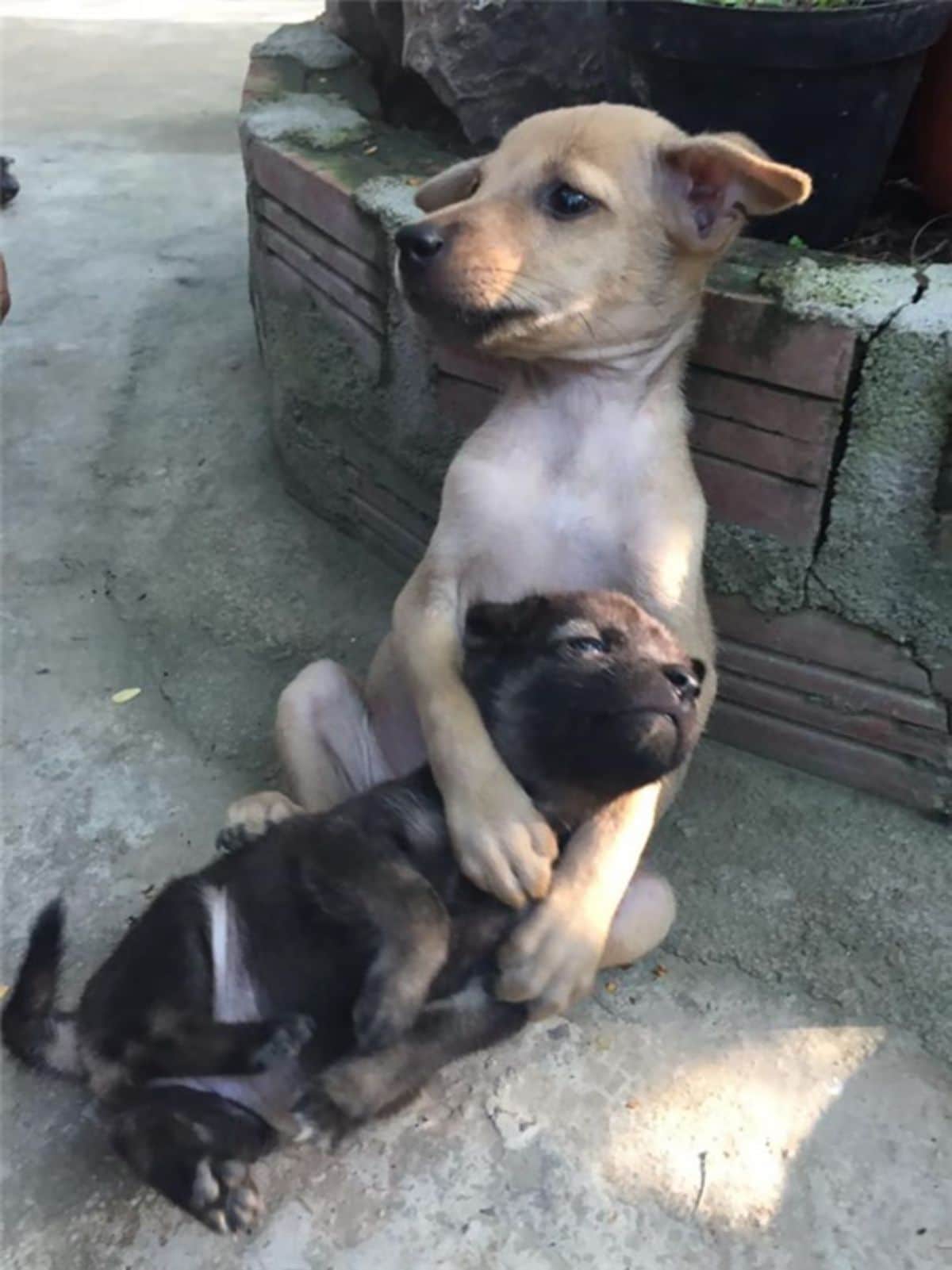 a larger brown puppy hugging a smaller black puppy in a garden
